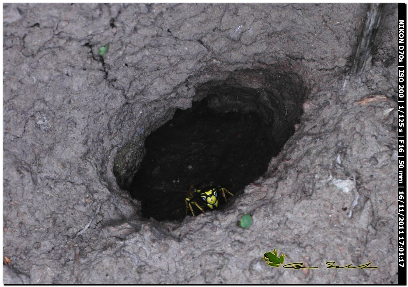 Vespula germanica?