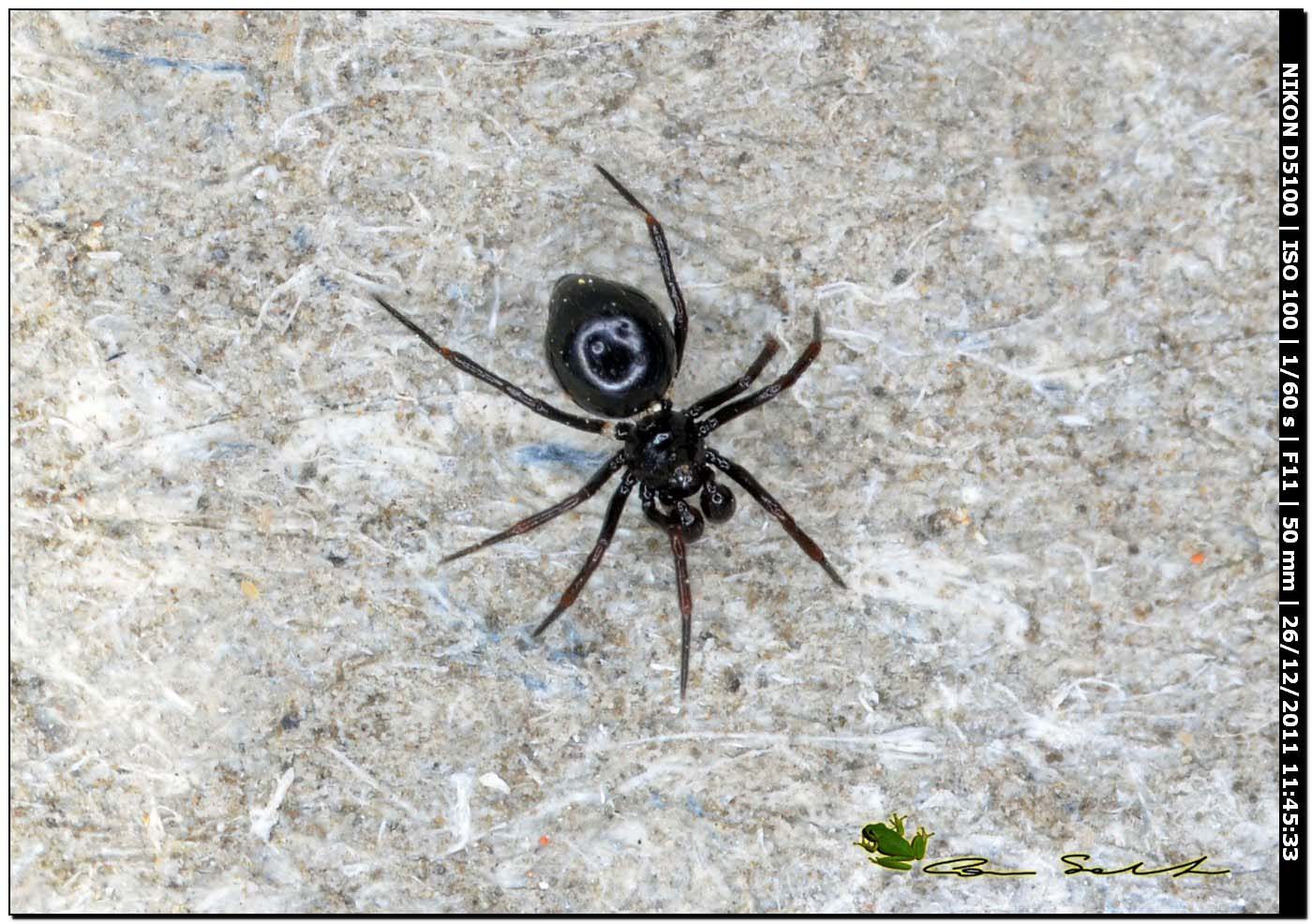 Euryopis sp. (Theridiidae) ♂