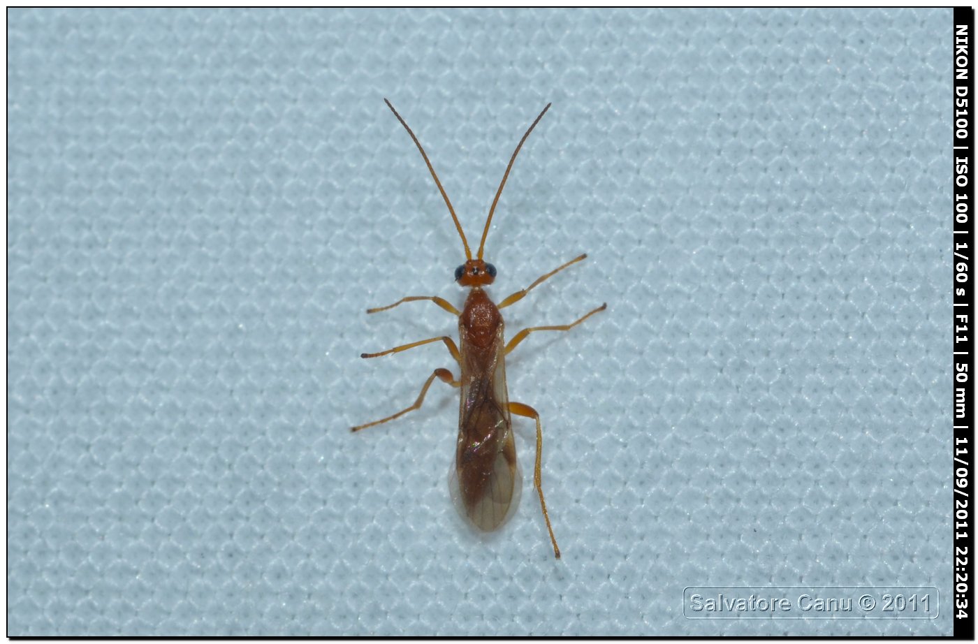 Braconidae