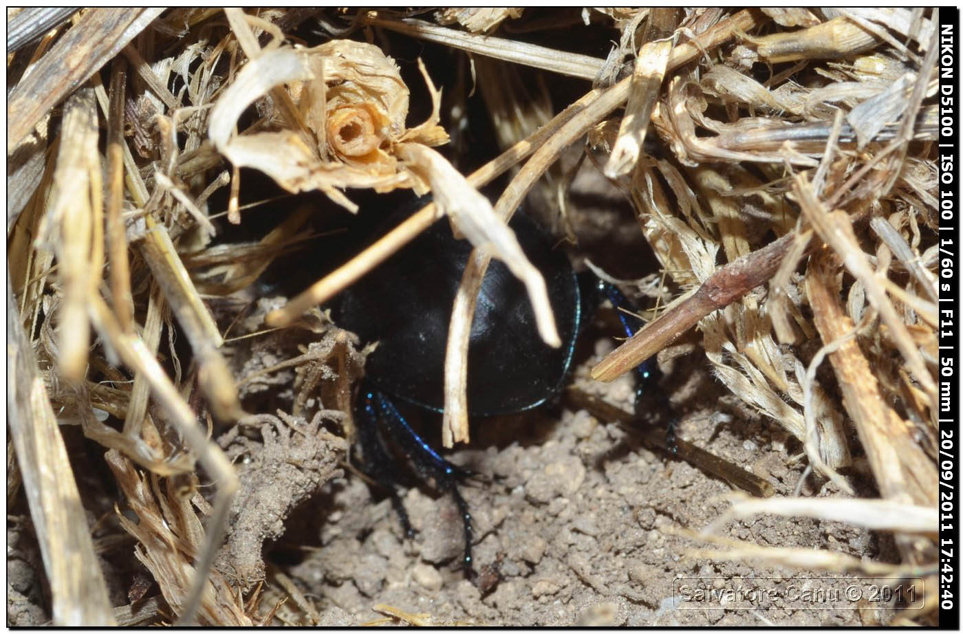 Thorectes intermedius.?