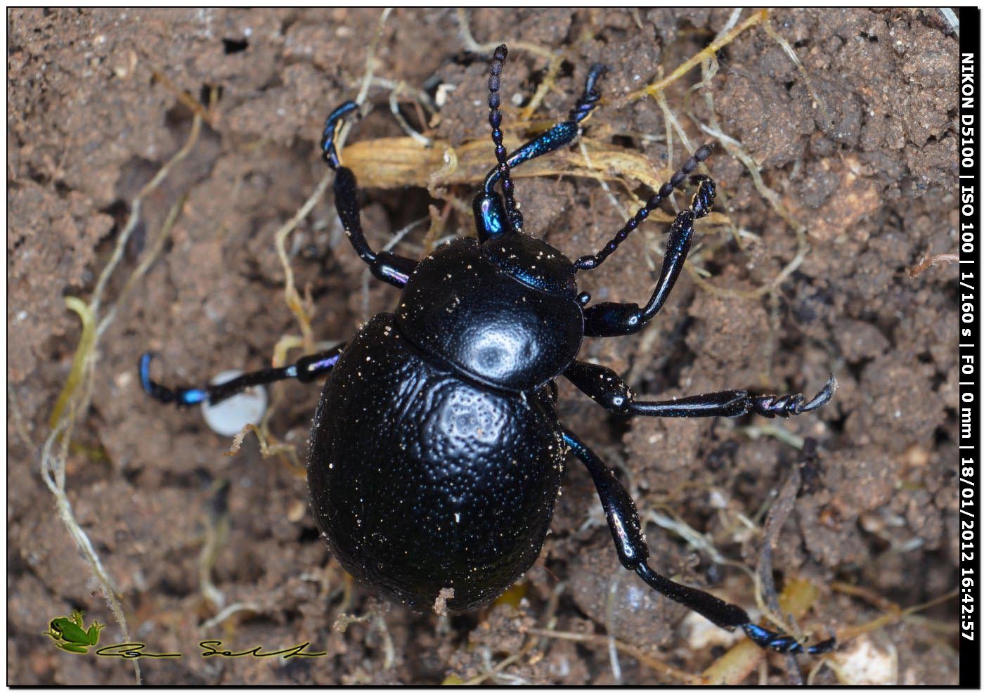 Chrysomelidae, Timarcha sardea