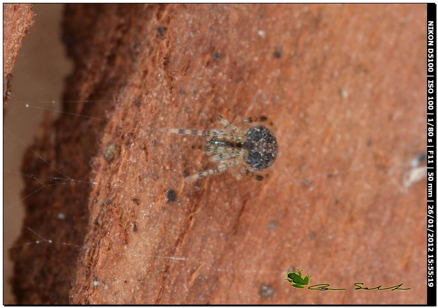 Theridion sp.