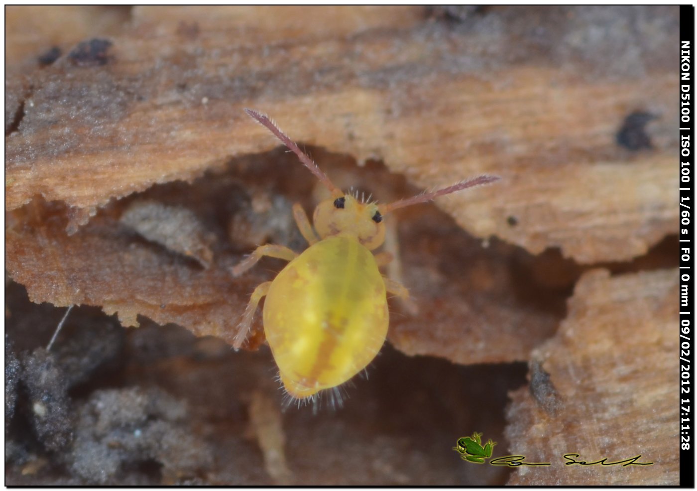 Ancora Dicyrtomidae?