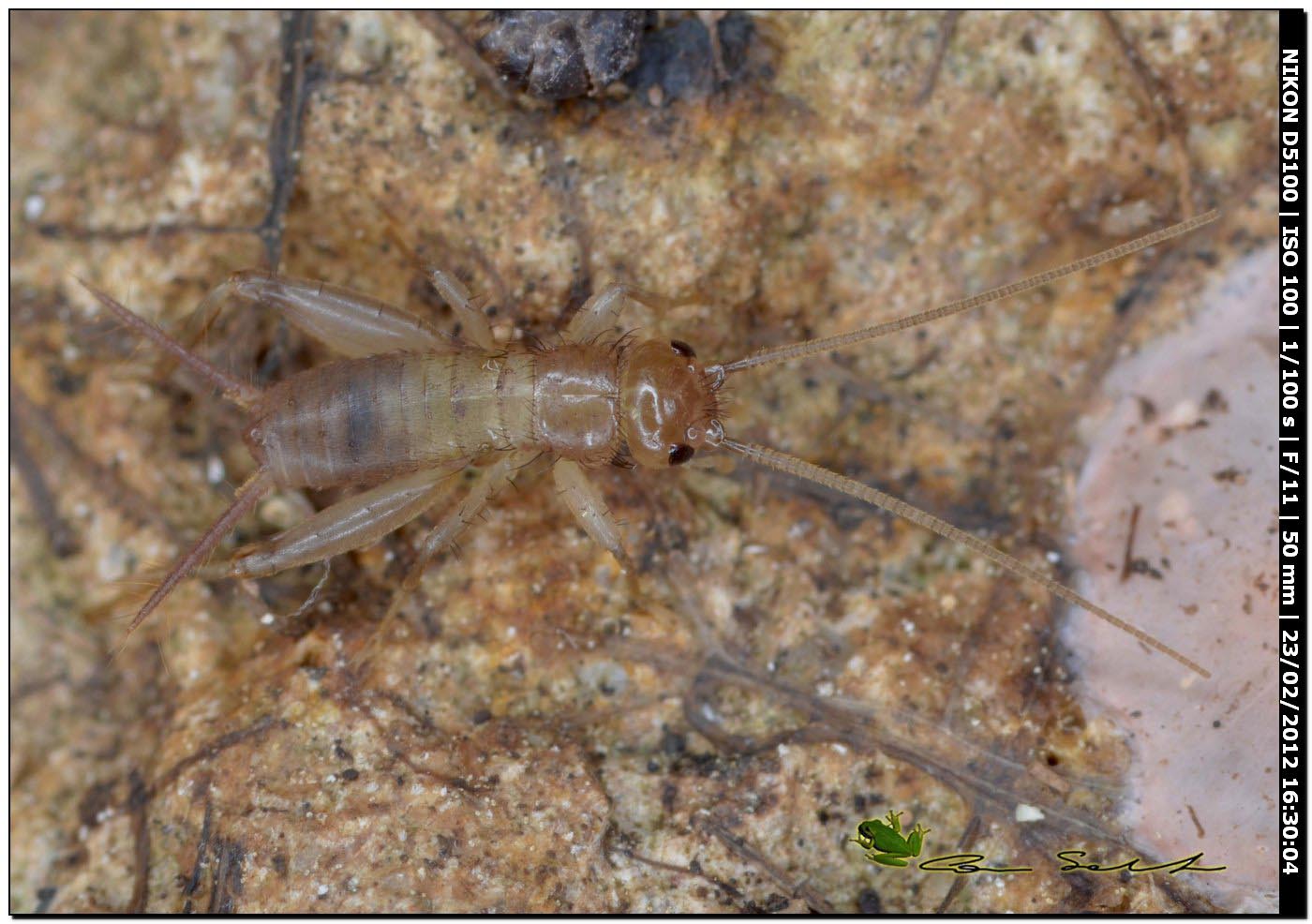 Ninfa di Eumodicogryllus bordigalensis da Uri