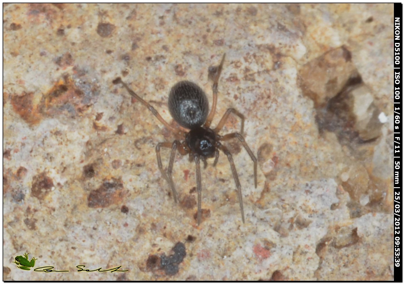 Linyphiidae da Uri