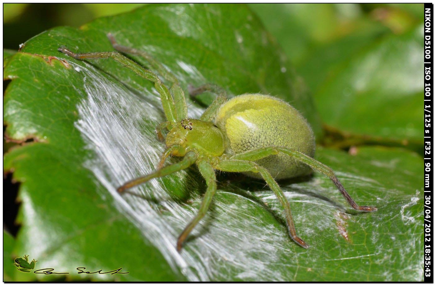 Micrommata ligurina