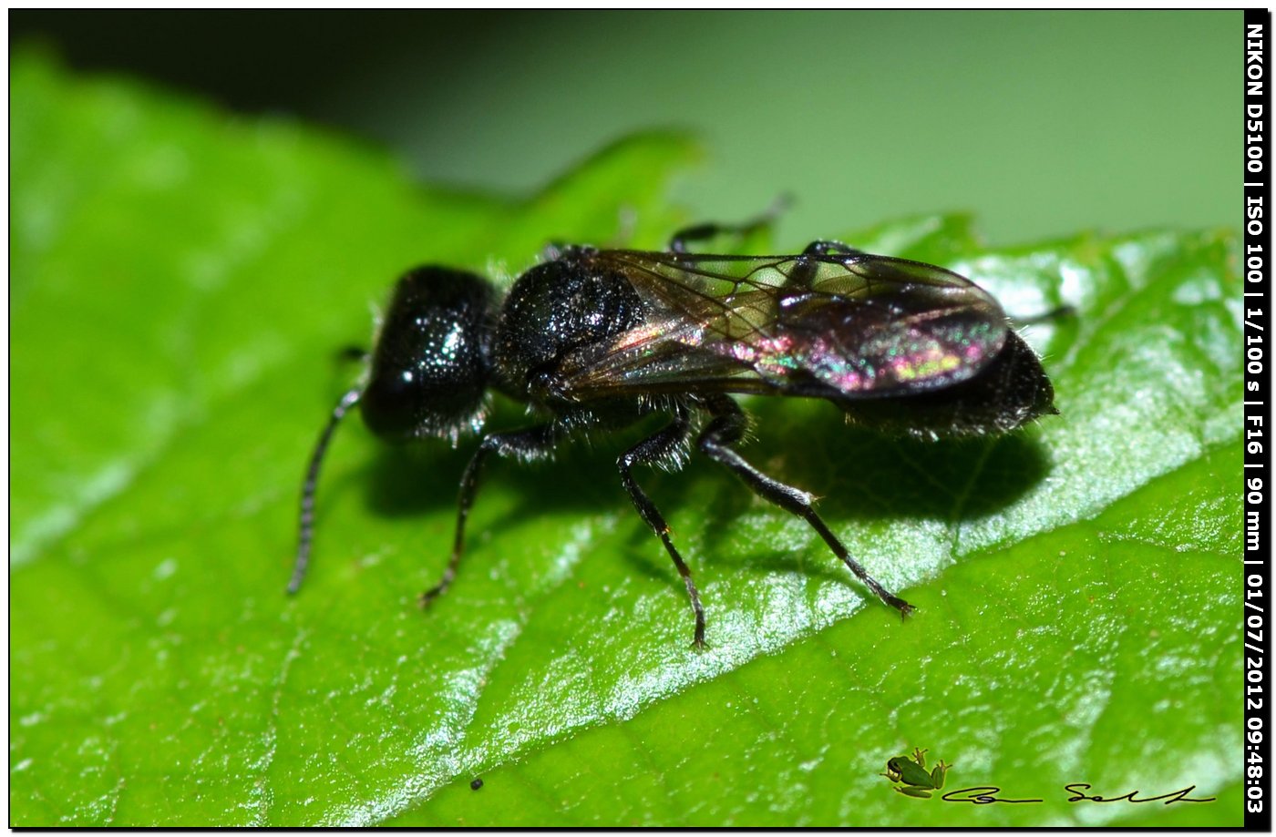 Piccoletto: Pemphredon sp. (Crabronidae)