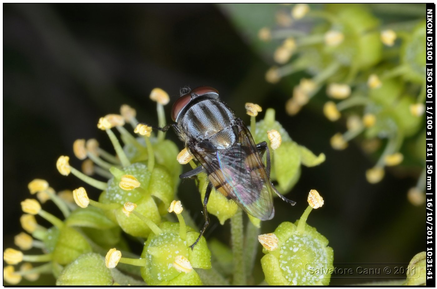 Stomorhina lunata