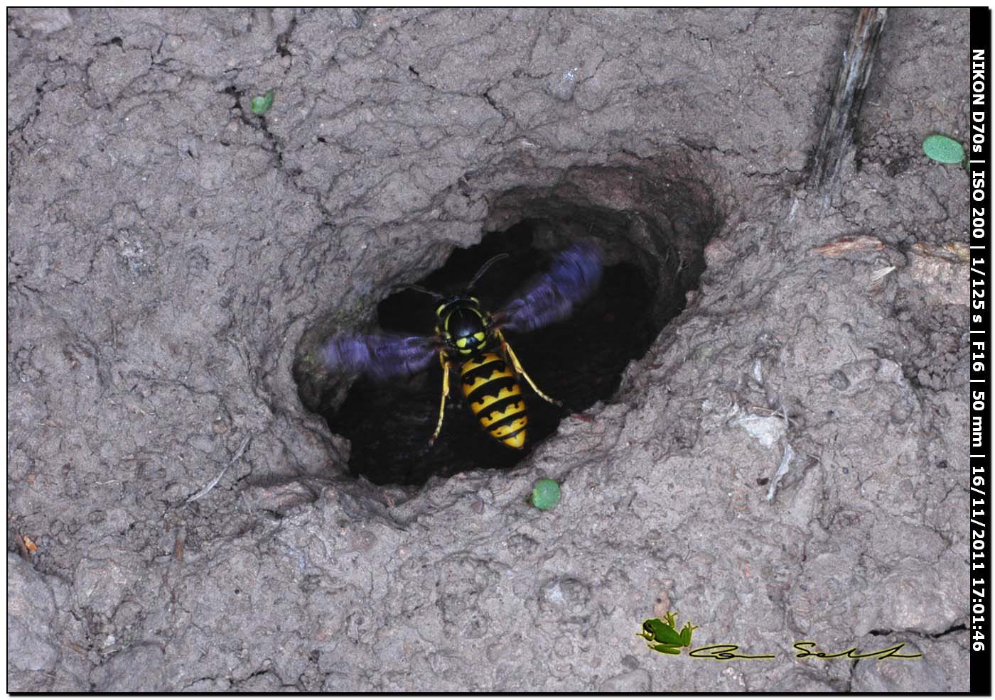 Vespula germanica?