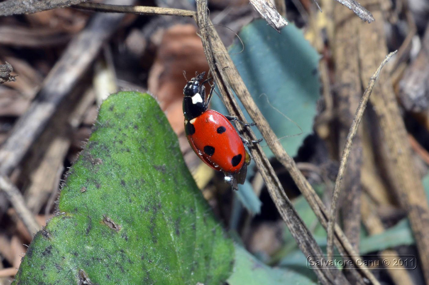 Coccinella septempunctata