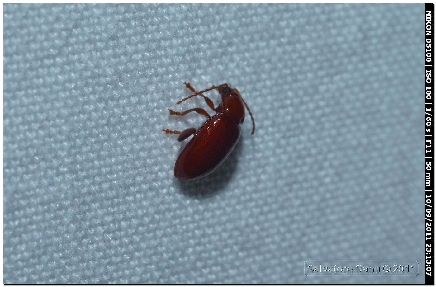 Coleottero da id, ca. 5mm (Neocrepidodera ferruginea?)