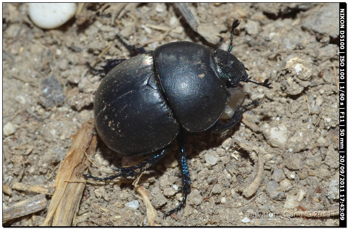 Thorectes intermedius.?