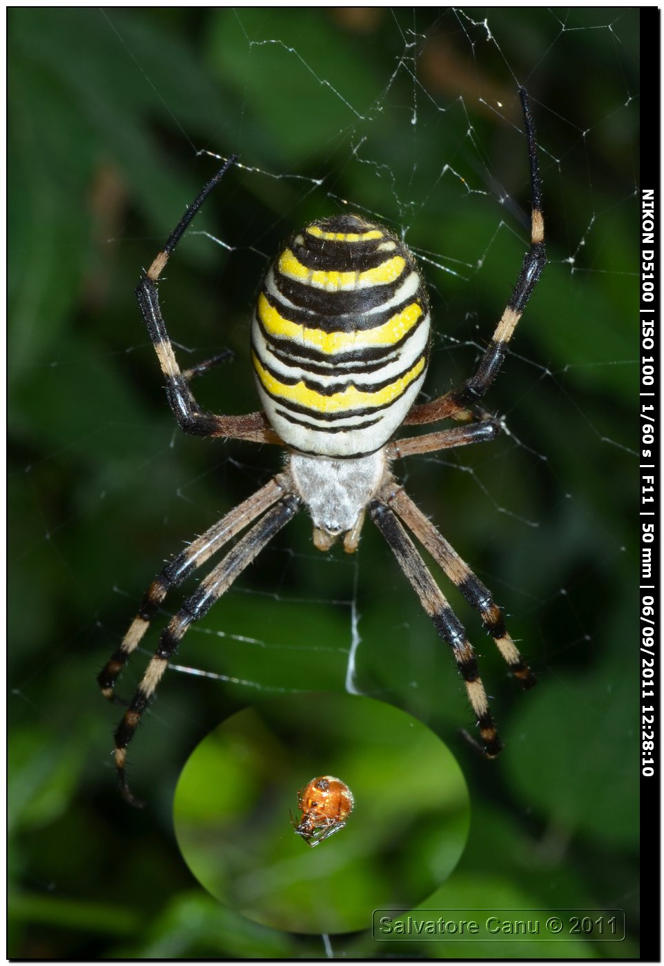 Argiope bruennichi con ospiti
