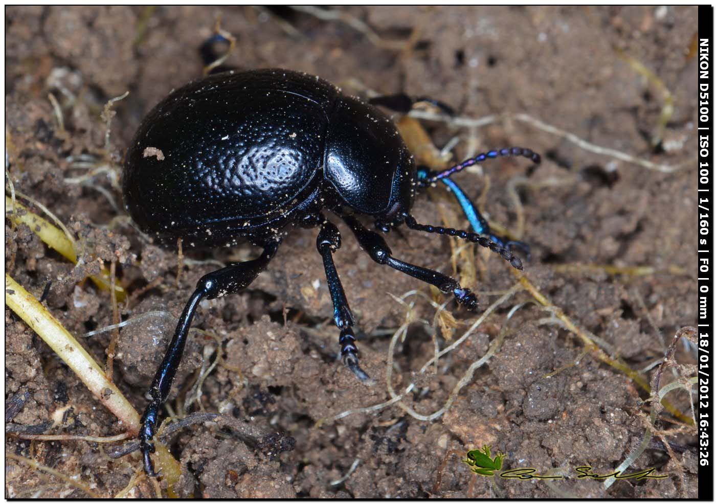 Chrysomelidae, Timarcha sardea