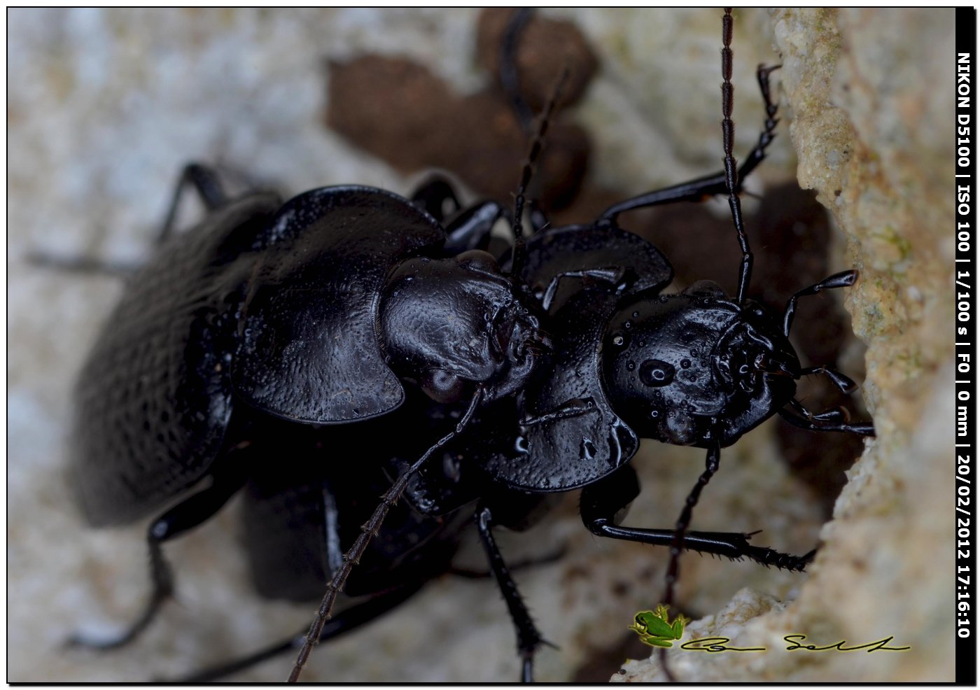 Licinus punctatulus
