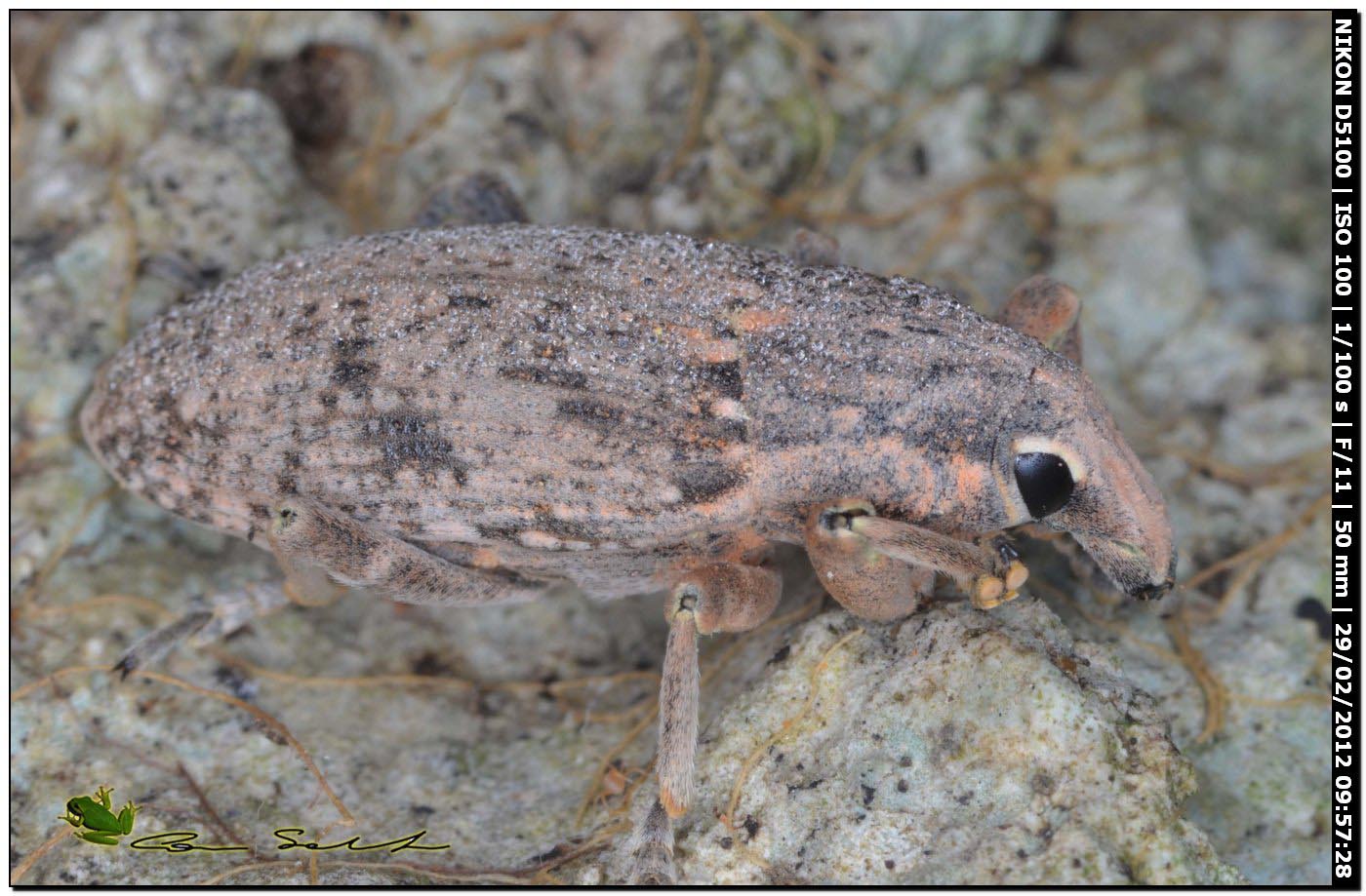 Curculionidae da Usini per id.