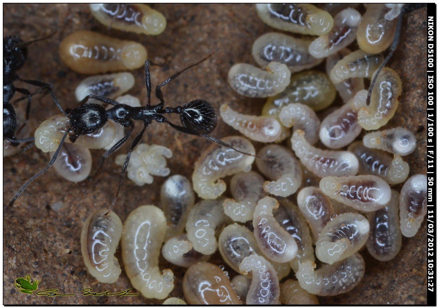 Formiche Messor sp.? con larve. No. Aphaenogaster spinosa