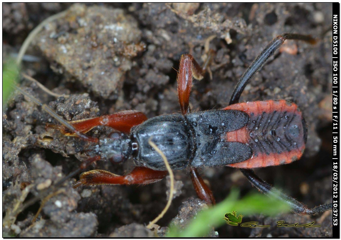 Reduviidae: Ectomocoris ululans dalla Sardegna (Bessude )