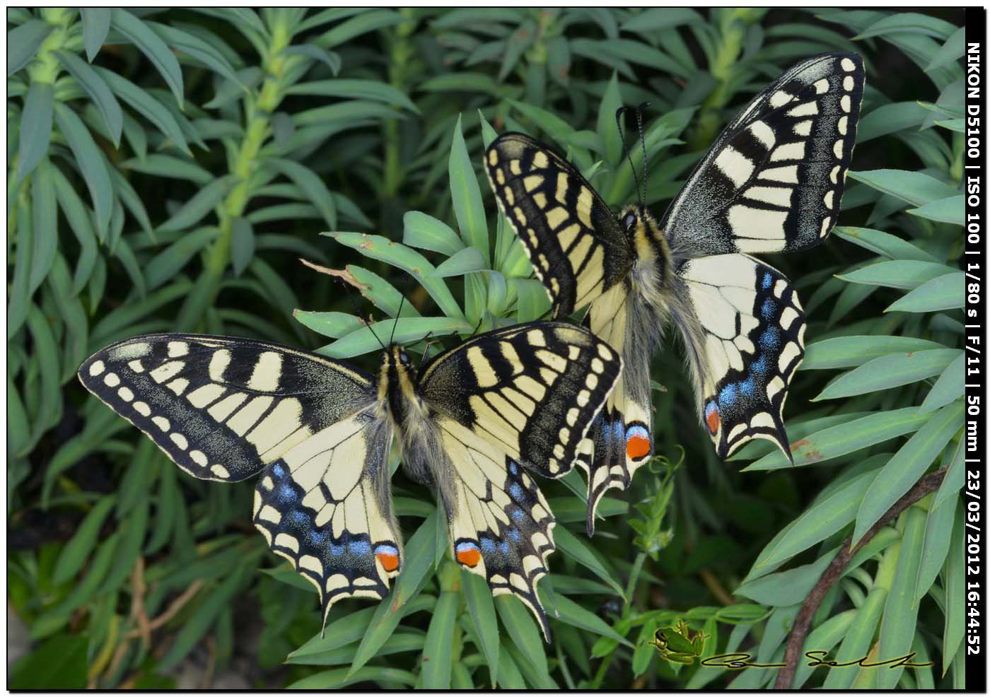 Papilio machaon