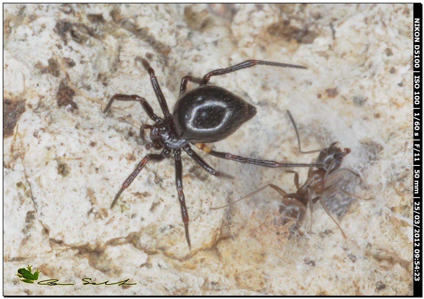 Euryopis cf. episinoides