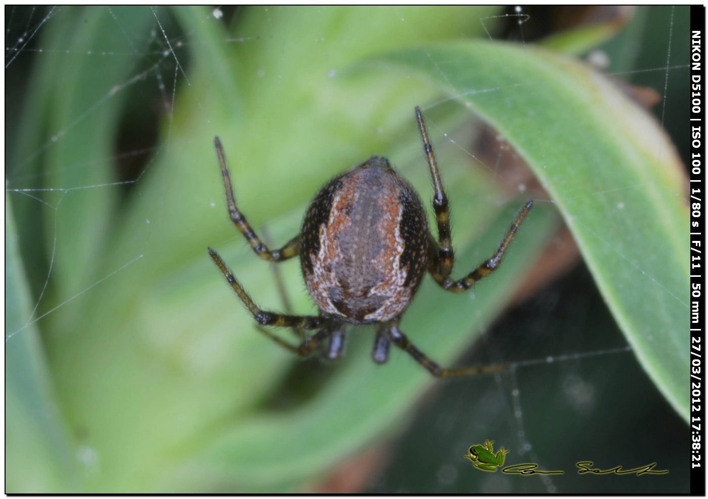 Kochiura aulica