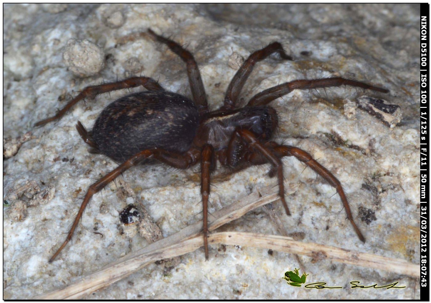 Lycosoides coarctata