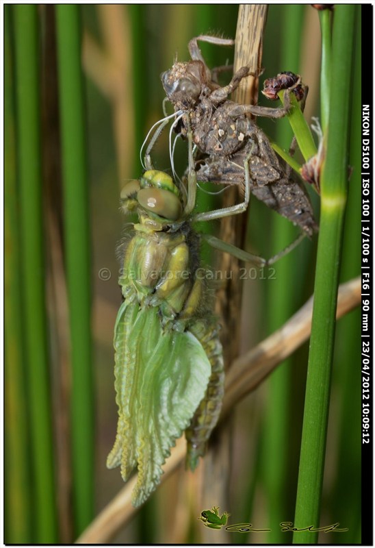 Orthetrum cancellatum, metamorfosi