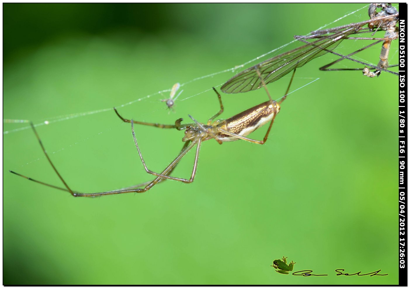 Tetragnatha sp.