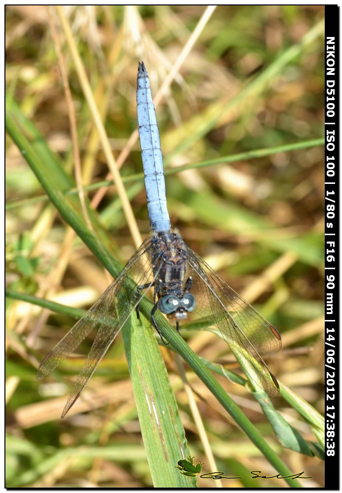 Orthetrum coerulescens anceps ♂ 2