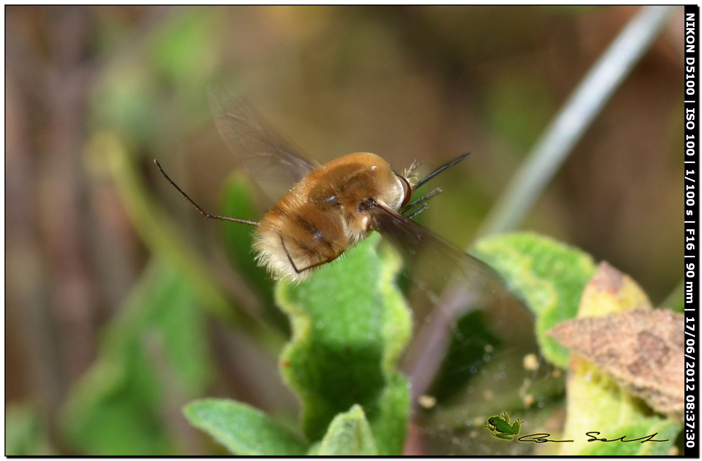 Bombylius sp.