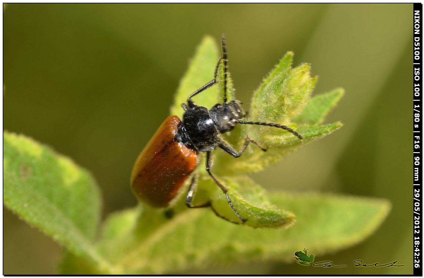 Cerambycidae? No. Omophlus sp. (Tenebrionidae)