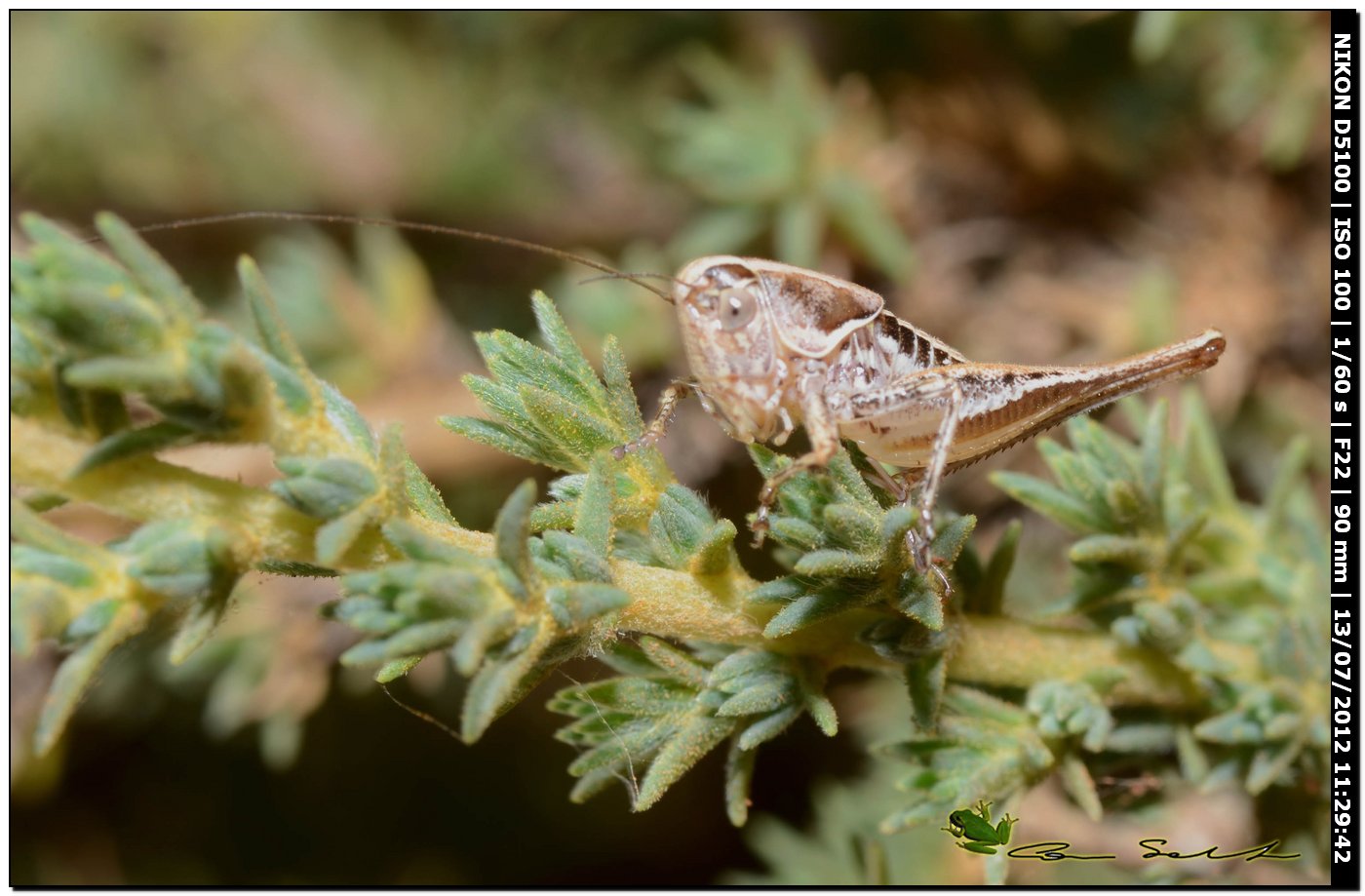 Tettigoniidae: Ctenodecticus bolivari