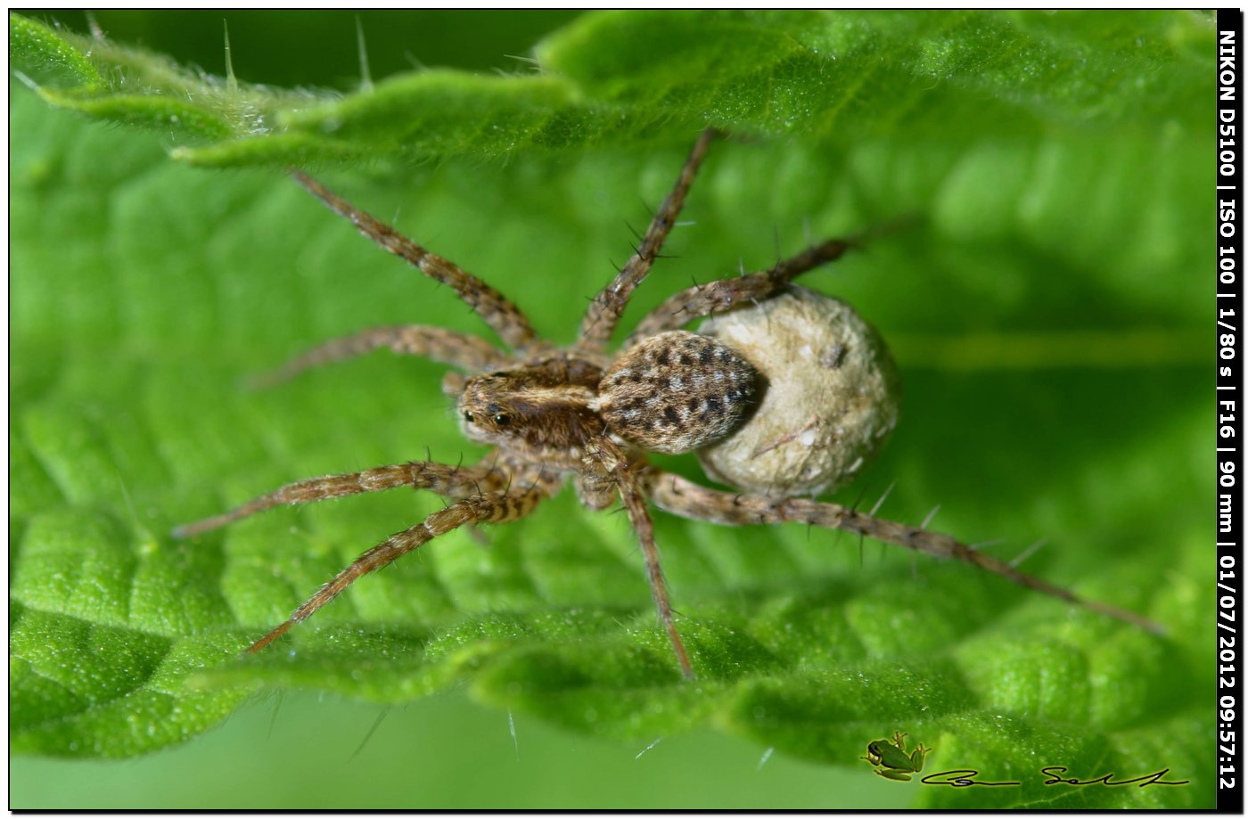 Pardosa sp. con ovisacco