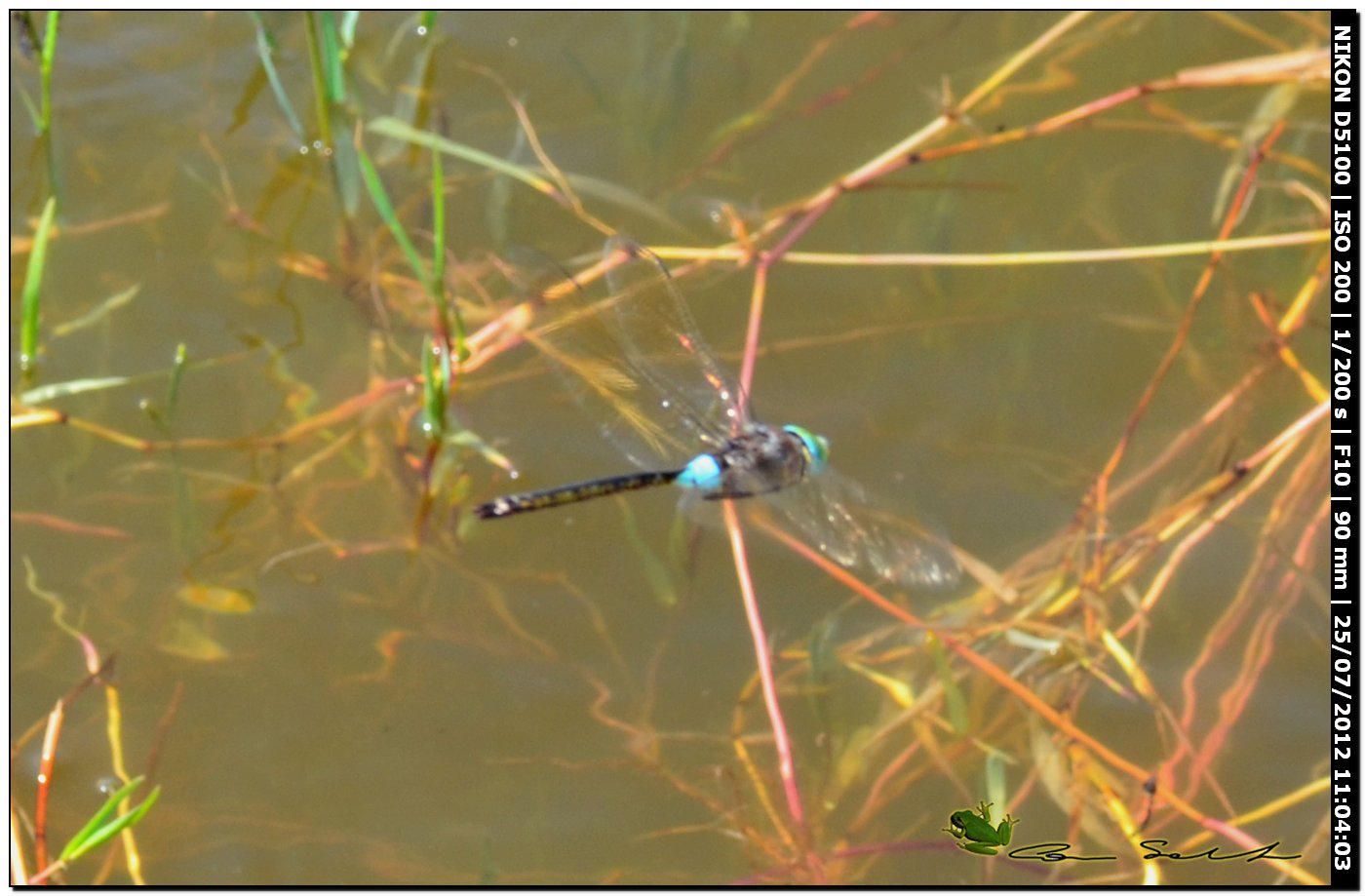 Anax parthenope