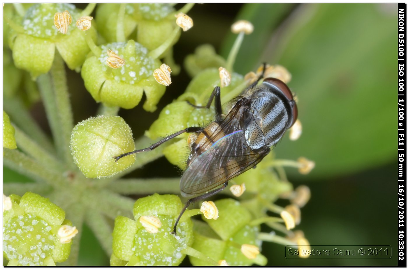 Stomorhina lunata