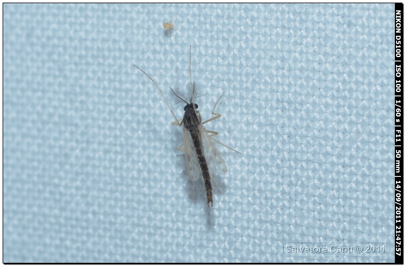 Chironomidae