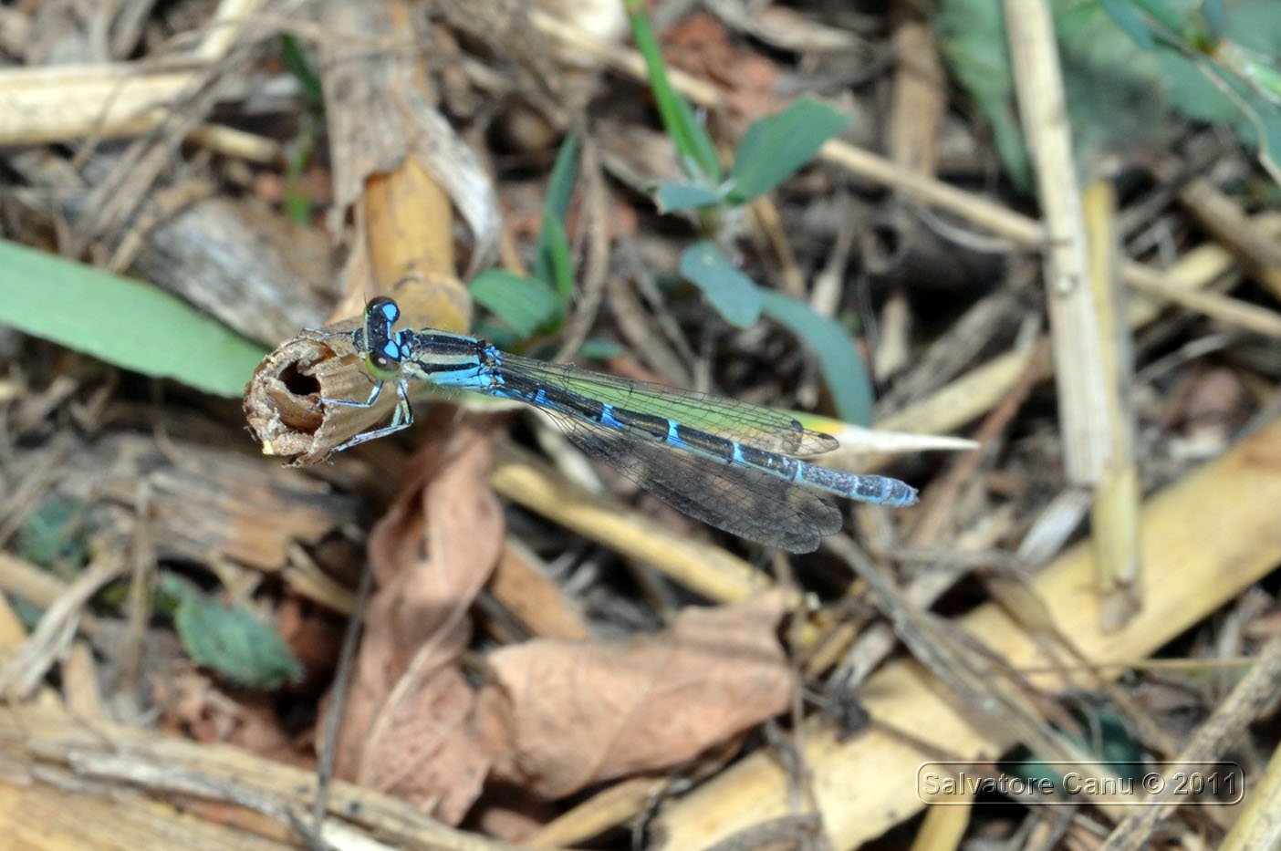 Coenagrionidae da id