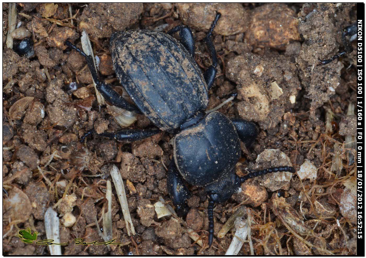 Tenebrionidae, Scaurus striatus