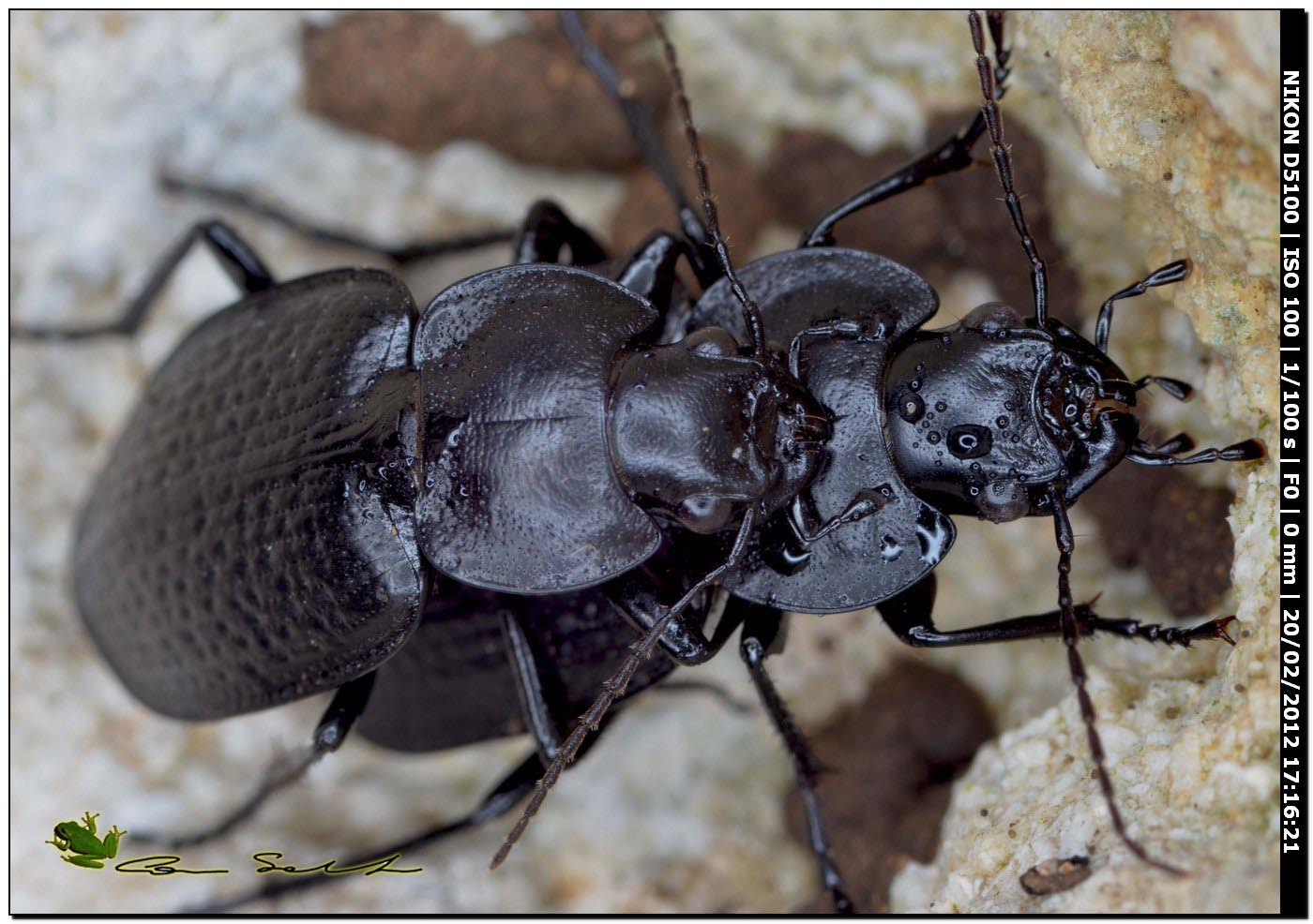 Licinus punctatulus