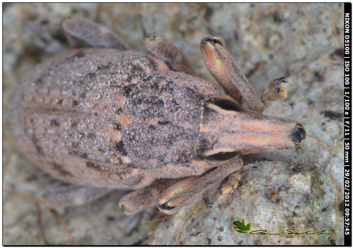 Curculionidae da Usini per id.