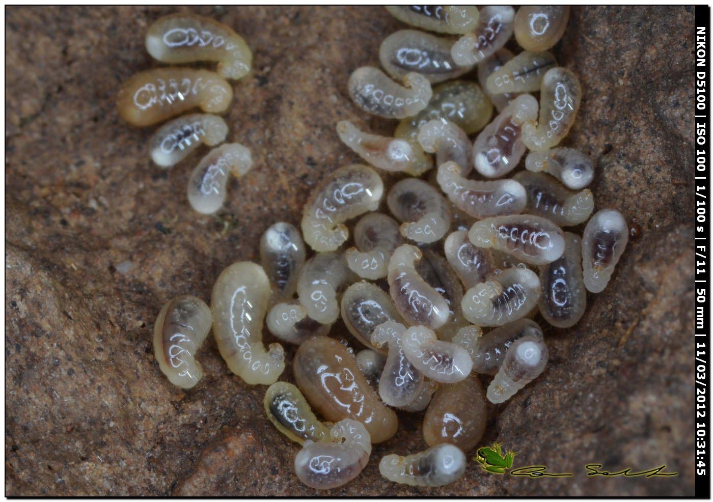 Formiche Messor sp.? con larve. No. Aphaenogaster spinosa