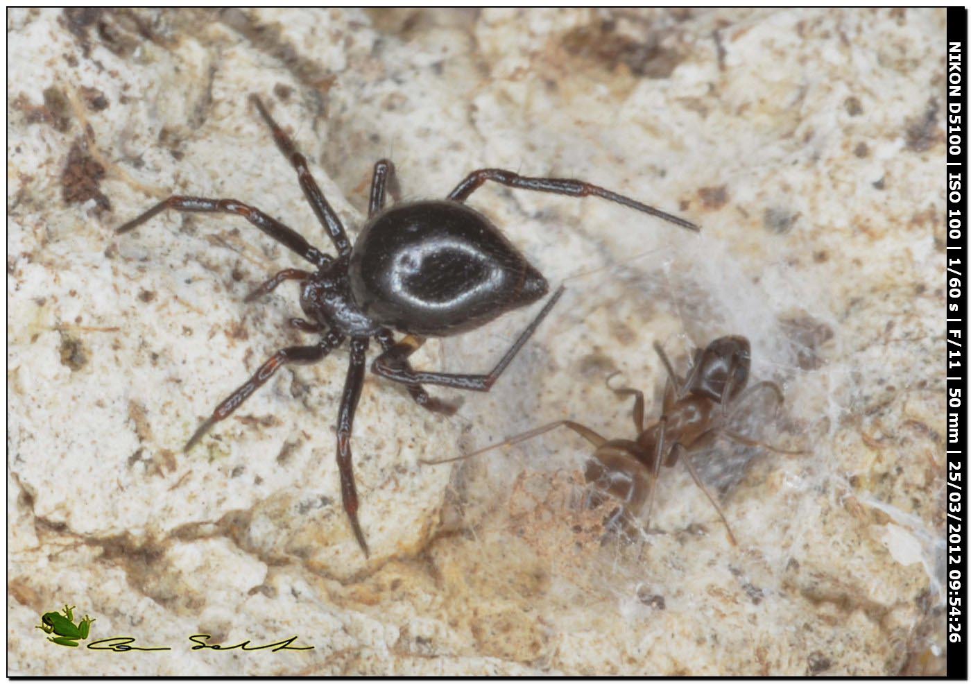 Euryopis cf. episinoides