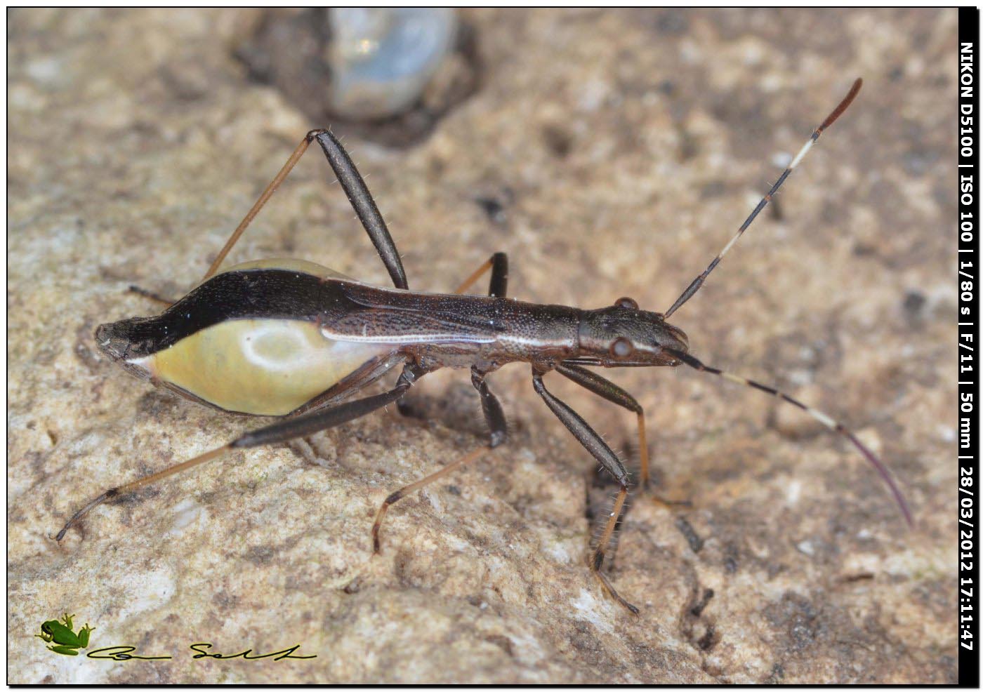 Micrelytra fossularum