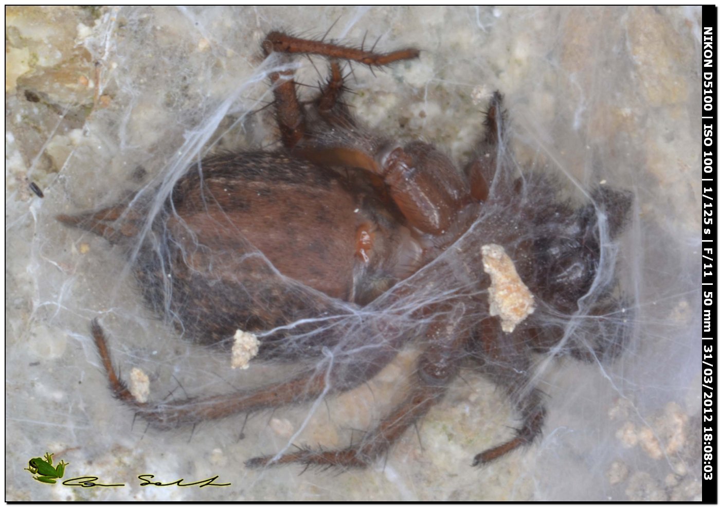 Lycosoides coarctata