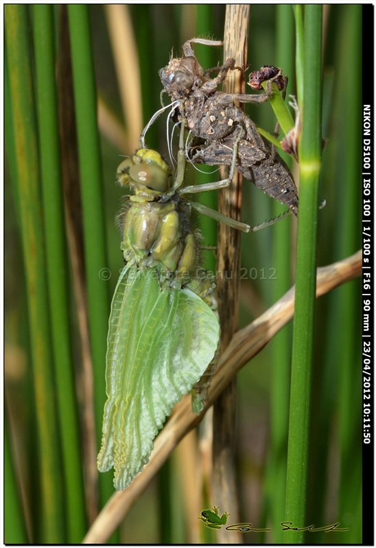 Orthetrum cancellatum, metamorfosi