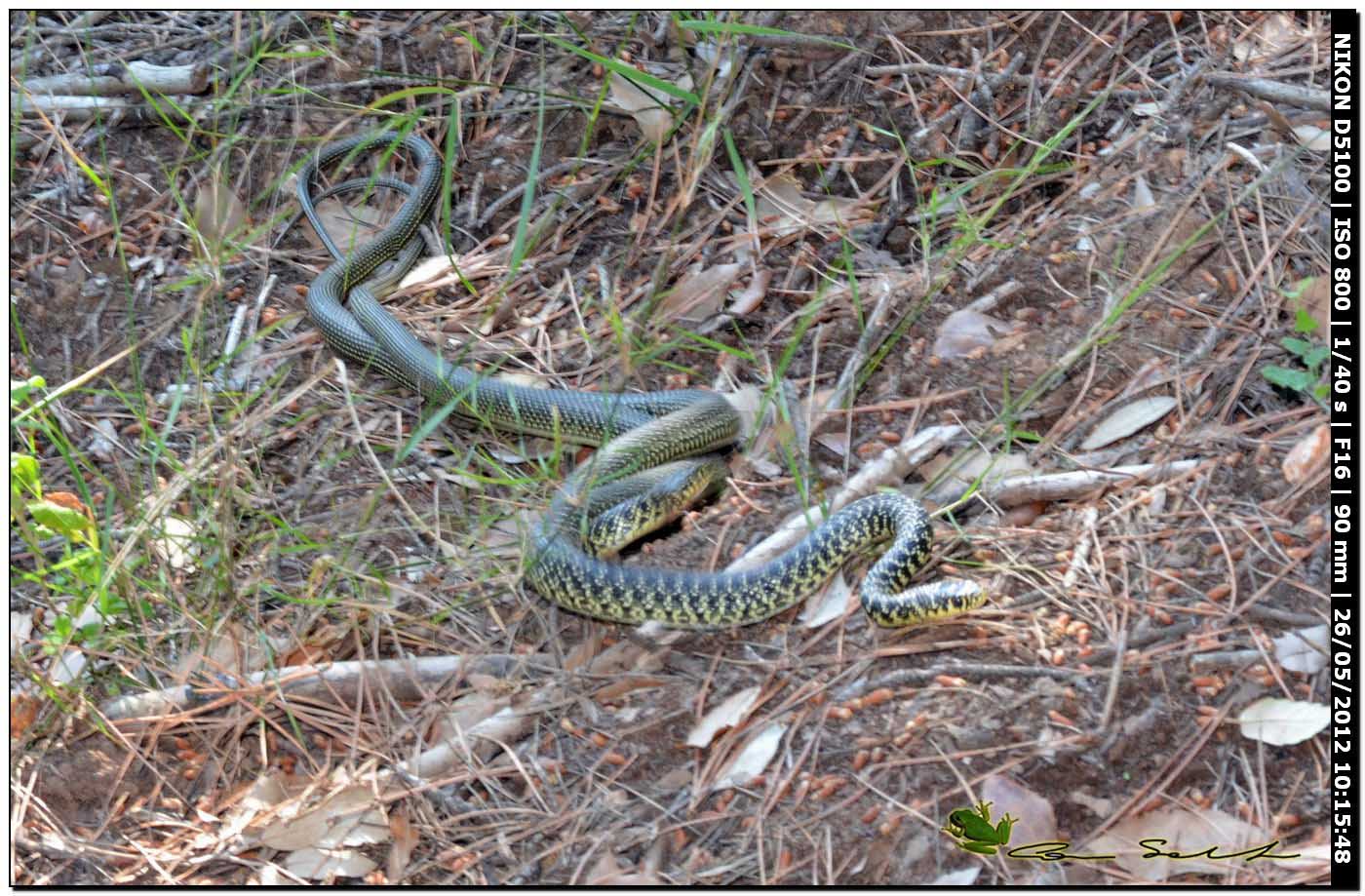 Hierophis viridiflavus, accoppiamento