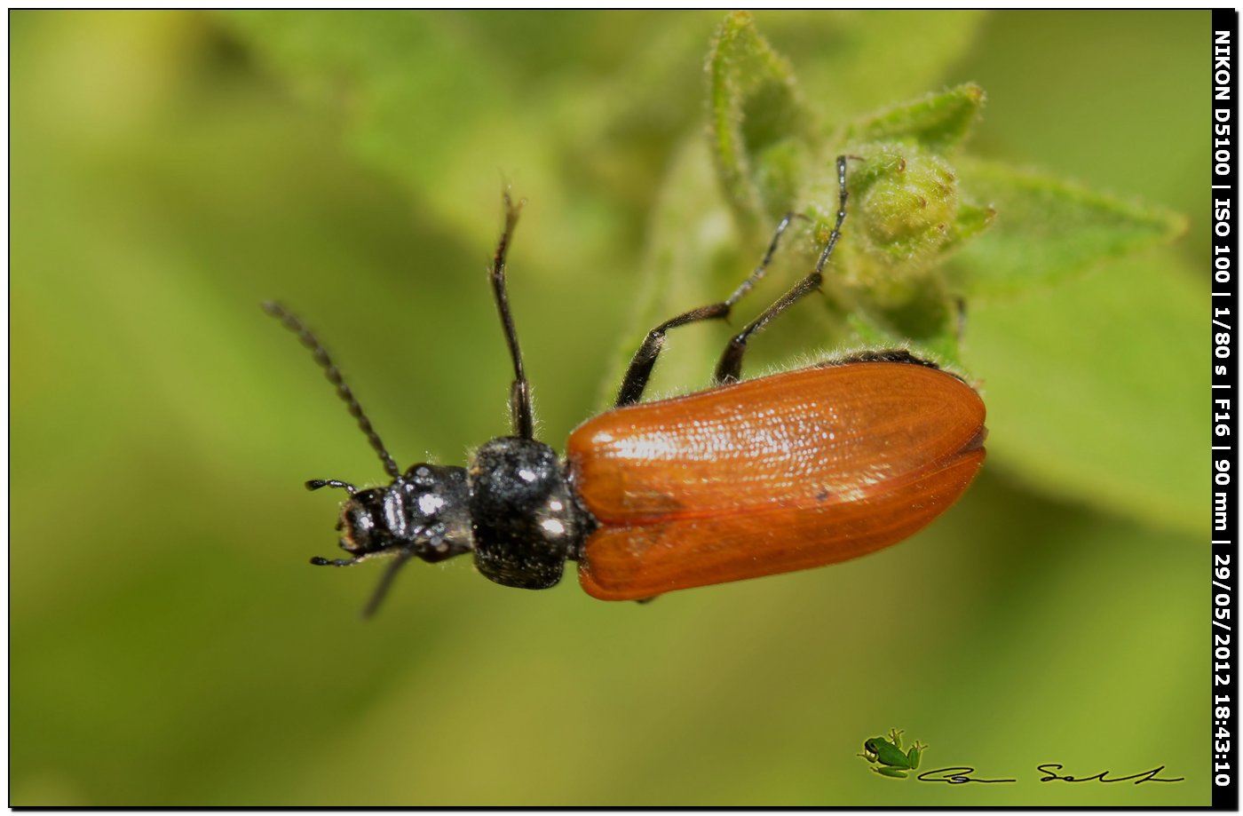 Cerambycidae? No. Omophlus sp. (Tenebrionidae)