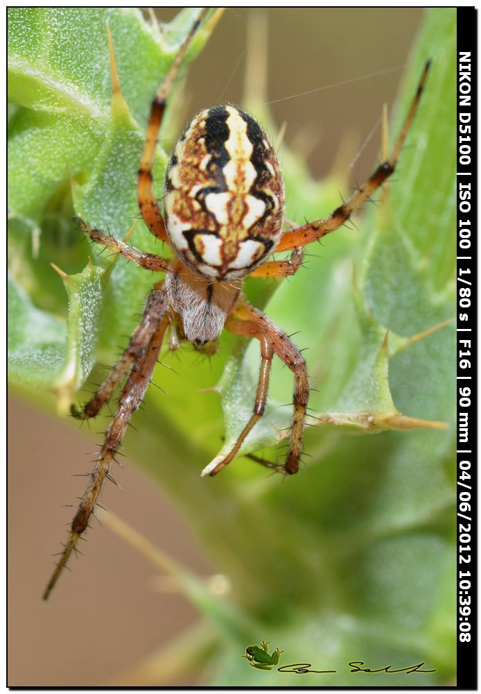 Neoscona adianta