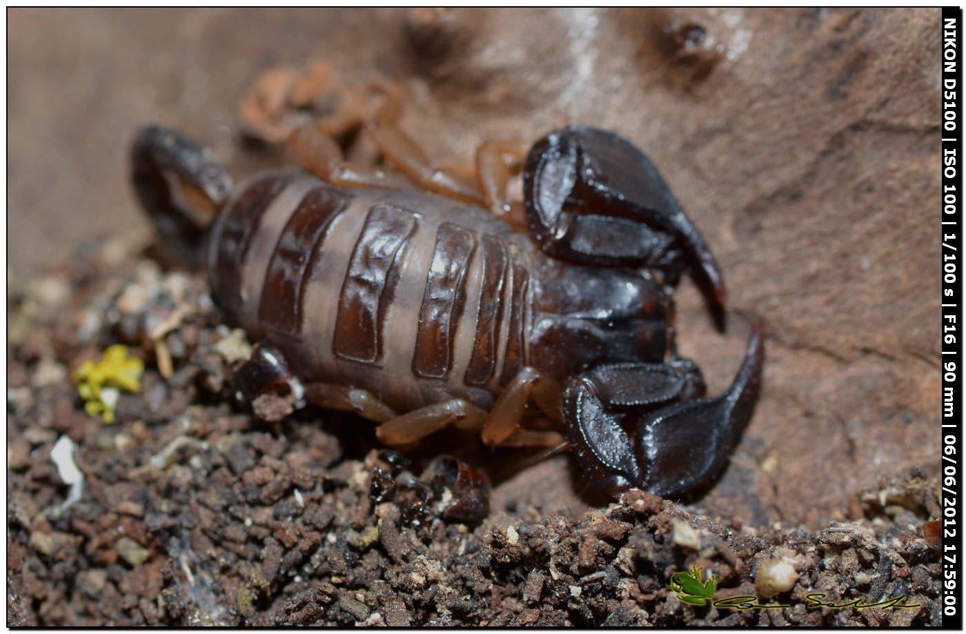 Euscorpius flavicaudis