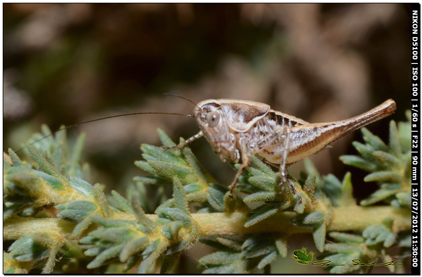 Tettigoniidae: Ctenodecticus bolivari